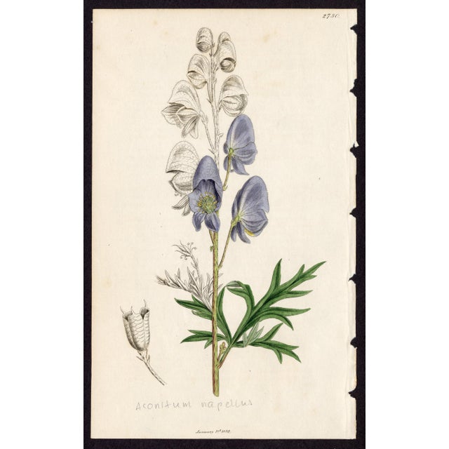 Offered here is an original antique botanical print from the celebrated English Botany series, featuring the distinctive...