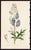 Offered here is an original antique botanical print from the celebrated English Botany series, featuring the distinctive...