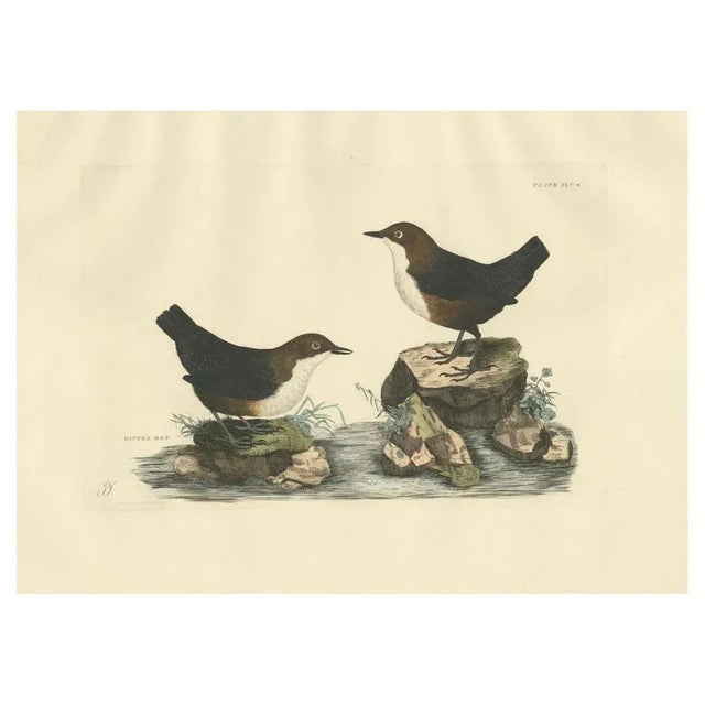 This original antique engraving features a pair of Dippers, also known as water ouzels, which are small, stout, aquatic...