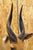Vintage African Cape Bushbuck Taxidermy Shoulder Mount Cabin Wall Decor For Sale - Image 4 of 12