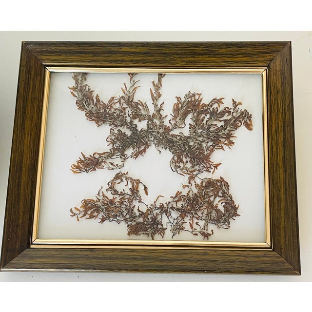 1970s Florida Brown SeaWeed Sargassum Herbarium a Pair Framed For Sale In Miami - Image 6 of 9