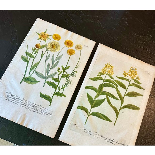 Mid 18th Century Pair of 18th-Century Hand-Colored Botanical Marigolds & Loosetrife Engravings by Johann Wilhelm Weinmann, C. 1740 For Sale - Image 5 of 5