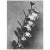 1935 Karl Blossfeldt Photogravure N89-90 For Sale - Image 4 of 10