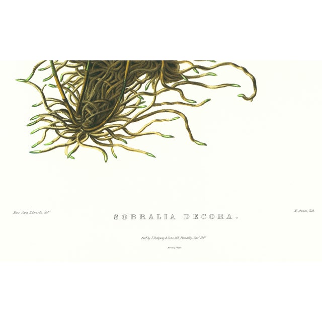 Realism Large 1973 Orchid Flower Lithograph "Sobralia Decora" (Pretty Sobralia) After James Bateman For Sale - Image 3 of 7