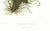 Realism Large 1973 Orchid Flower Lithograph "Sobralia Decora" (Pretty Sobralia) After James Bateman For Sale - Image 3 of 7