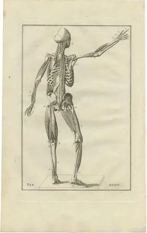 Bartolomeo Eustachi, Anatomy Illustration of the Muscular System, 1798, Print