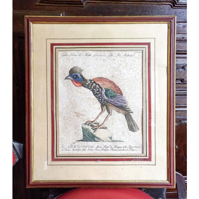 Saverio Manetti, Gallo Pavone del Brasile, 20th Century, Print, Framed For Sale - Image 12 of 13