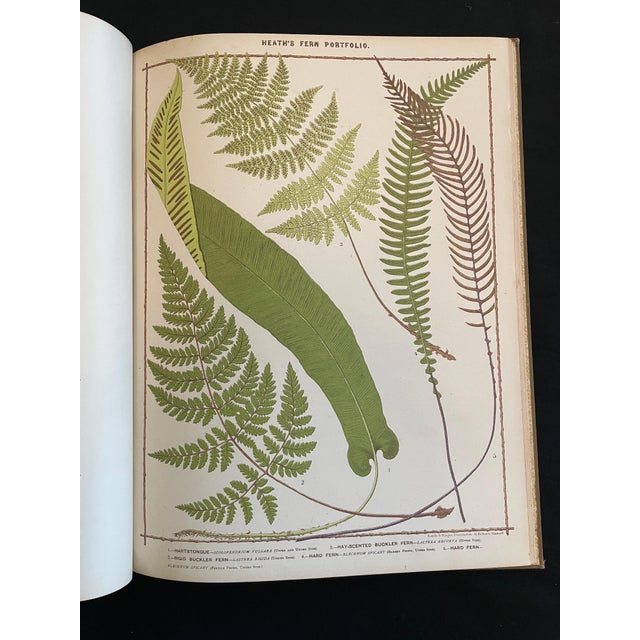 Heath's Fern Portfolio, 1885 Complete With 15 Chromolithographs For Sale - Image 4 of 18
