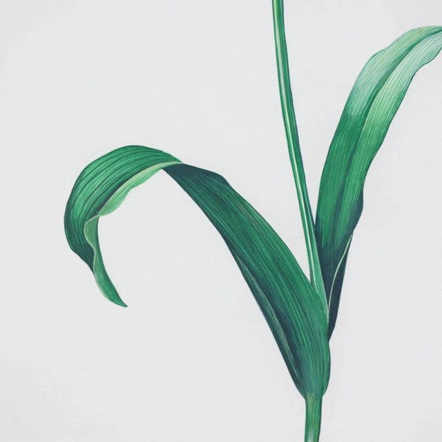 Vintage Hand-Painted Plant Specimen Watercolor Tulip Specimen (With Frame). Signed in the Lower Right Corner For Sale In New York - Image 6 of 11