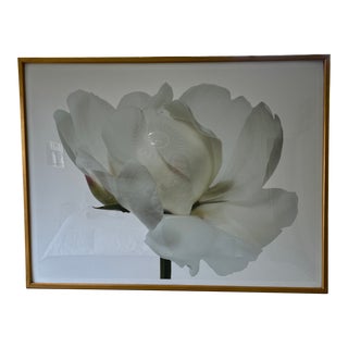 Paul Lange Floral Still Life Photograph For Sale