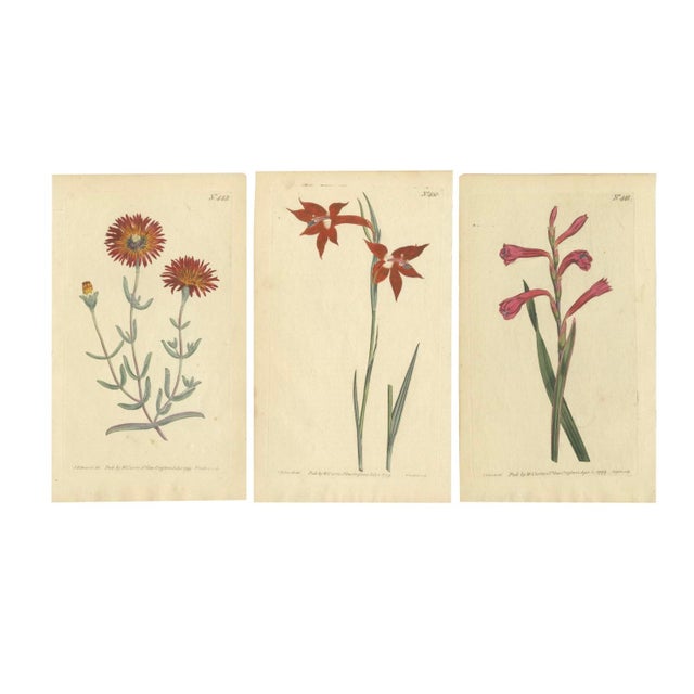 Late 18th Century Curtis, Illustrations of Red Gladiolus, Purple Gerbera Daisy and Pink Canna Lily, 1799, Prints, Set of 3 For Sale - Image 5 of 5