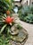 Stone Gray Vintage-Style Large Cast Stone Frog Fountain Spouter For Sale - Image 8 of 9