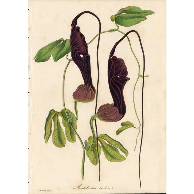 Collection of Sixteen Hand-Colored Botanical Prints by Sir Joseph Paxton, England, Circa 1850 For Sale - Image 14 of 17