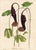 Collection of Sixteen Hand-Colored Botanical Prints by Sir Joseph Paxton, England, Circa 1850 For Sale - Image 14 of 17