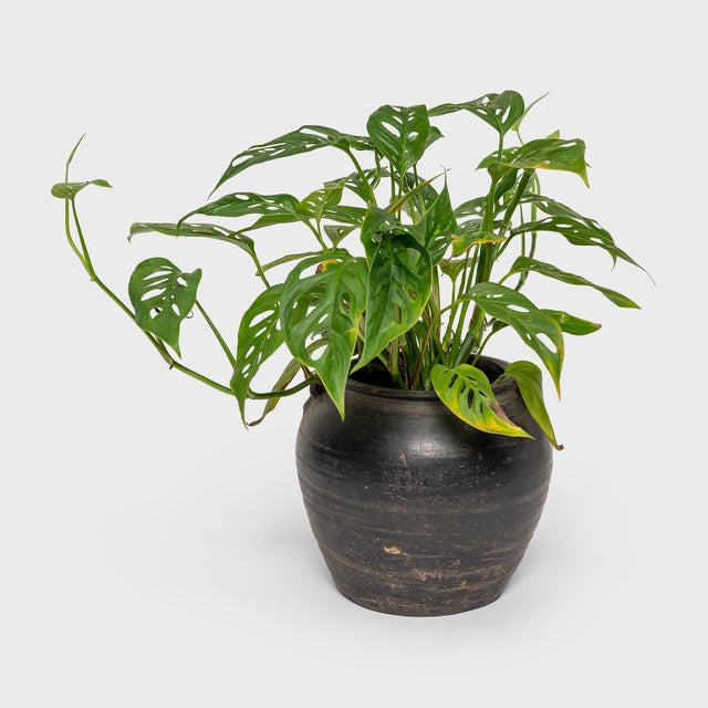 Charged with the humble task of storing dry goods, this small earthenware jar was hand-shaped in the early 20th century...