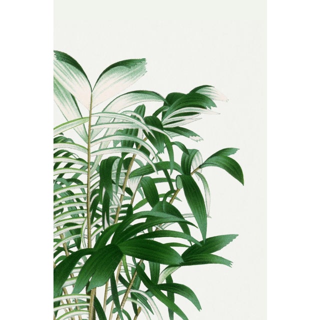 Paper Vintage Palm Tree Illustration, Botanical Art Print Reproduction, 16" X 24" For Sale - Image 7 of 9