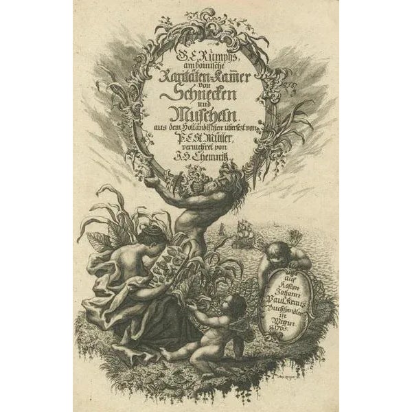 The Amboinese Cabinet of Curiosities was a work by Georg Eberhard Rumphius, and included many engravings of sea shells and...