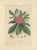 Van Houtte, Rhododendron Barbatum, 1849, Paper For Sale