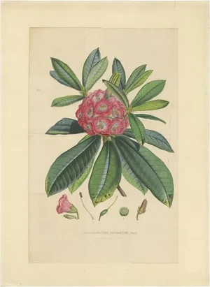 Van Houtte, Rhododendron Barbatum, 1849, Paper