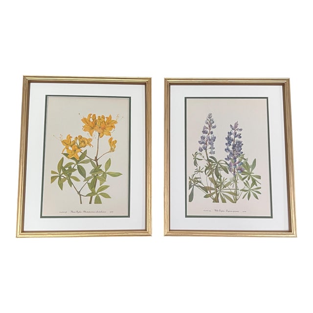 Vintage Botanicals Framed Set of 2 - Authentic Vintage 1953 Prints For Sale
