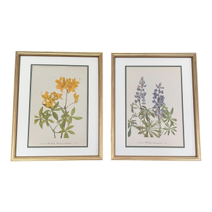 Vintage Botanicals Framed Set of 2 - Authentic Vintage 1953 Prints