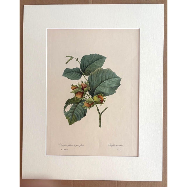 Realism Vintage Pierre-Josephe Redouté Print in 16x20 Mat: Noisetier Franc a Gros Fruits For Sale - Image 3 of 3