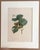 Realism Vintage Pierre-Josephe Redouté Print in 16x20 Mat: Noisetier Franc a Gros Fruits For Sale - Image 3 of 3