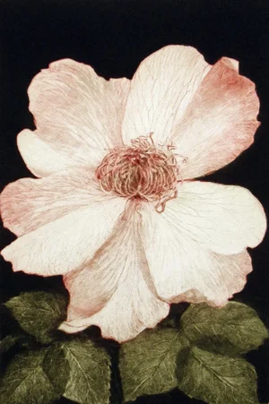 Gh Rothe "Ancestor" Small Signed Limited Edition Floral Mezzotint Etching Unframed, 1979