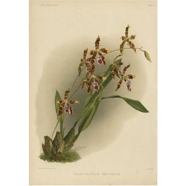Orchid Odontoglossum Wattianum, 1888, Print For Sale