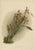 Orchid Odontoglossum Wattianum, 1888, Print For Sale