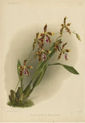 Orchid Odontoglossum Wattianum, 1888, Print