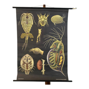 1960s Jung Koch Quentell Educational Zoological Daphnea and Cyclops Wall Chart