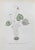 Lithograph hand watercolored. Belongs to the Series "Atlante di Botanica popolare ossia Illustrazione di Piante Notevoli...