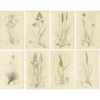 After James Sowerby, Botanical Illustrations of Meadow & Pasture Grasses, 1830s, Engravings, Set of 8 For Sale