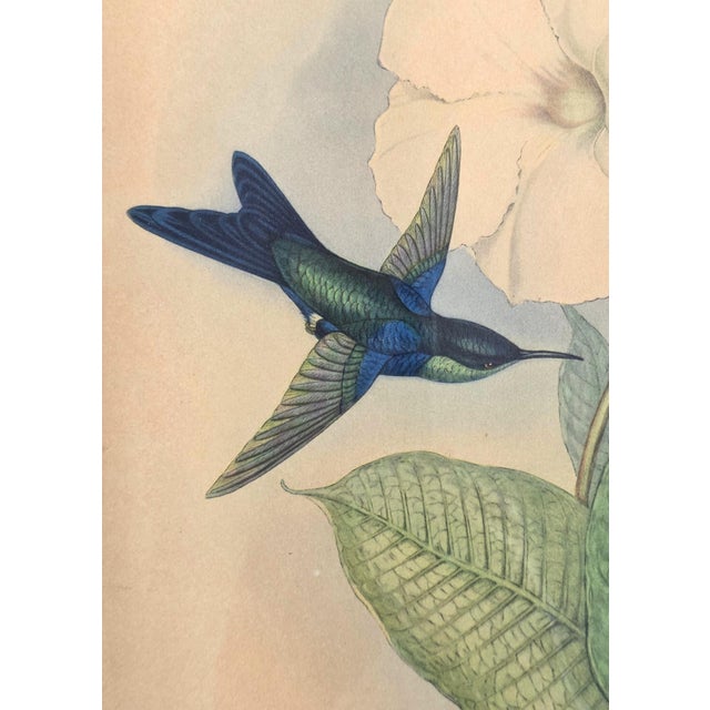 Forest Green After W. Hart & HC Richter, Thalurania Refulgens and Hylonympha Macrocerca, 1800s, Hand-Colored Lithographs, Set of 2 For Sale - Image 8 of 18