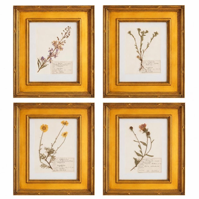 Custom Framed Vintage Finnish Herbarium Botanical Specimens, Set of Four For Sale - Image 16 of 16