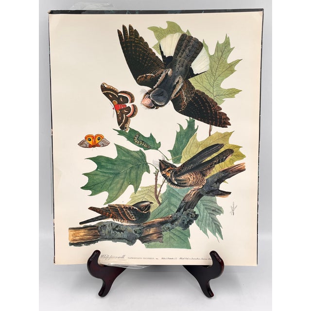 Paper 1964 Audubon Folio Lithograph Great Bird Paintings – “Whippoorwill” 17x14 For Sale - Image 7 of 7