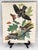 Paper 1964 Audubon Folio Lithograph Great Bird Paintings – “Whippoorwill” 17x14 For Sale - Image 7 of 7