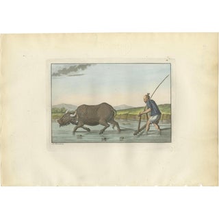 Ferrario, Chinese Farmer with Water Buffalo Agricultural Scene, 1815, Print For Sale