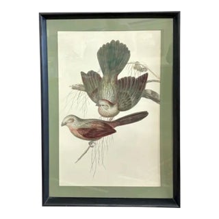 Mid Century John Gould Bird Lithograph in Large Black Wood Frames - 42.5" X 30" - 2 of 2 For Sale