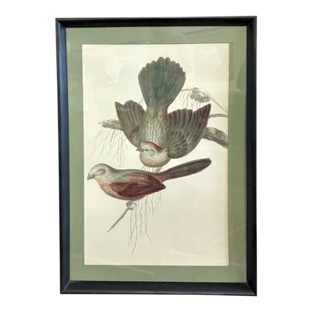 Mid Century John Gould Bird Lithograph in Large Black Wood Frames - 42.5" X 30" - 2 of 2 For Sale