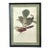 Mid Century John Gould Bird Lithograph in Large Black Wood Frames - 42.5" X 30" - 2 of 2 For Sale