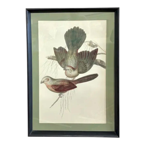 Mid Century John Gould Bird Lithograph in Large Black Wood Frames - 42.5" X 30" - 2 of 2