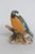 Capodimonte Savastano Eurasian Blue Tit Ceramic Figurine Bird on a Branch 4496b For Sale - Image 13 of 17
