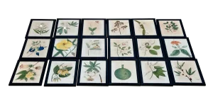 Early 20th Century Framed English Botanical Watercolor Illustrations - Set of 18