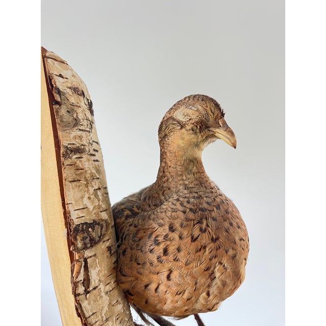 Vintage Taxidermy Ringneck Pheasant Mounted on Birchwood For Sale - Image 11 of 11