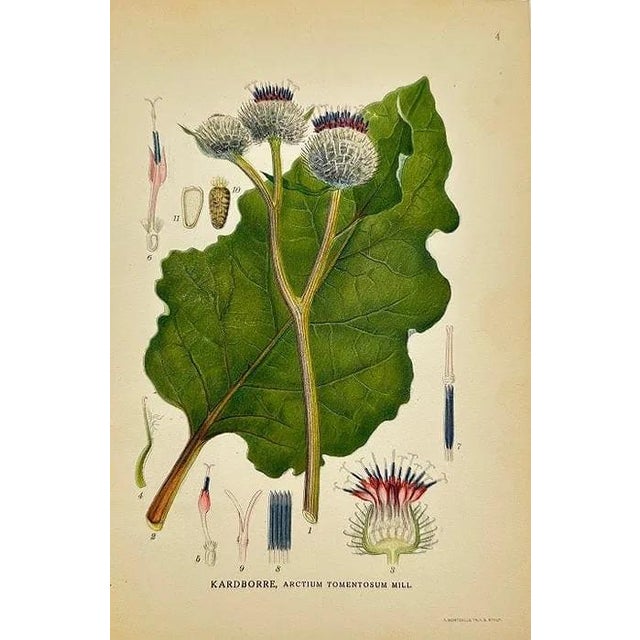 Early 19th Century James Sowerby Botanical Prints – Yellow Sedge and Pale Sedge, Set of 10 For Sale In Denver - Image 6 of 11