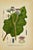 Early 19th Century James Sowerby Botanical Prints – Yellow Sedge and Pale Sedge, Set of 10 For Sale In Denver - Image 6 of 11