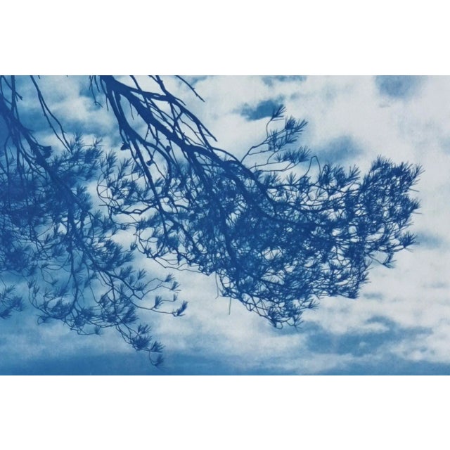 Malibu Pine Sea Vier 100x70cm, Hand Painted Cyanotype on Watercolor Paper, Limited Edition, Coastal Living Art For Sale In Miami - Image 6 of 11