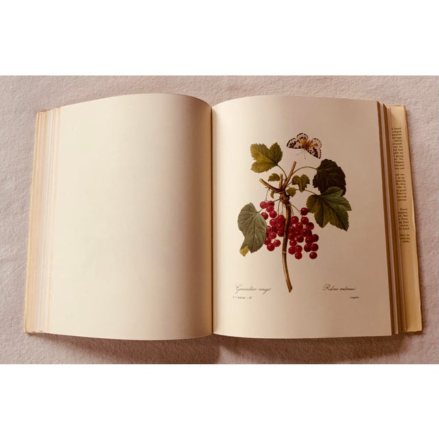 Redouté "Beautiful Flowers and Fruits" | Large Format Botanical Book For Sale - Image 11 of 18